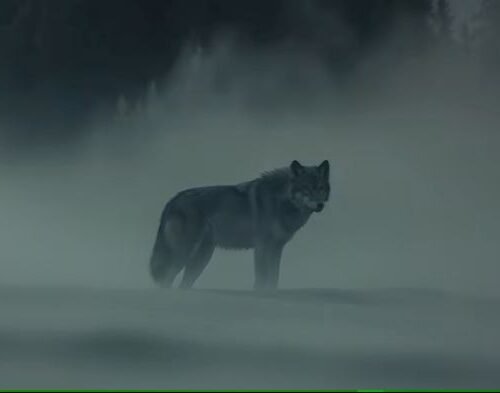 Sensory Gene Analysis Reveals Dire Wolf Perception Capabilities